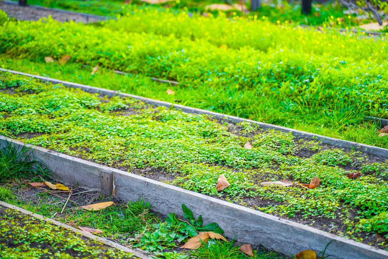 Quand et comment semer les engrais verts au potager en automne — free download